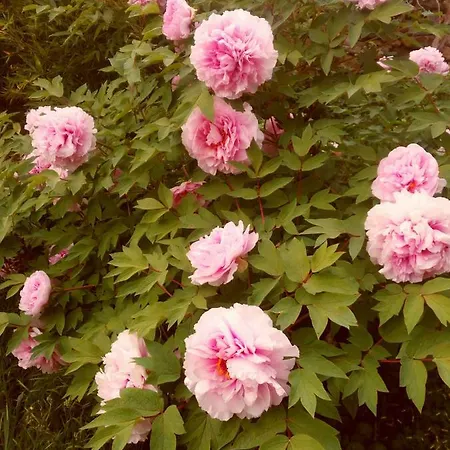 Coppi Rossi Κατάλυμα σε φάρμα *