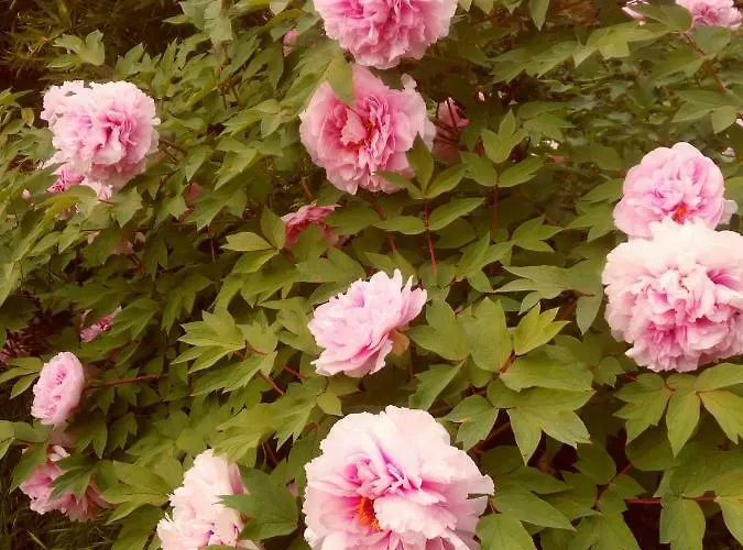 Coppi Rossi Bauernhof *